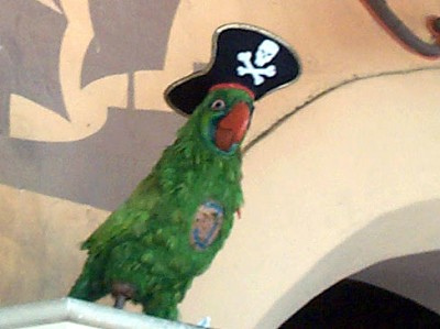 Pirate Barker Bird