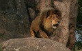 Lions2.jpg