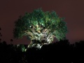 TreeOfLifeNight.jpg